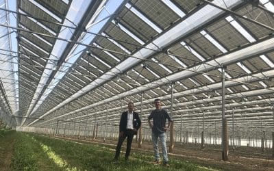 Wind pricing beat expectations, 3.1GWh asparagus, & more! #41